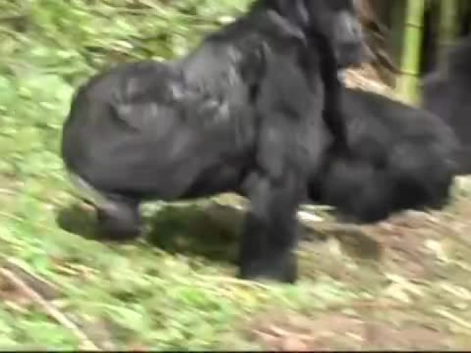 年轻的银背山大猩猩在雨林中下山