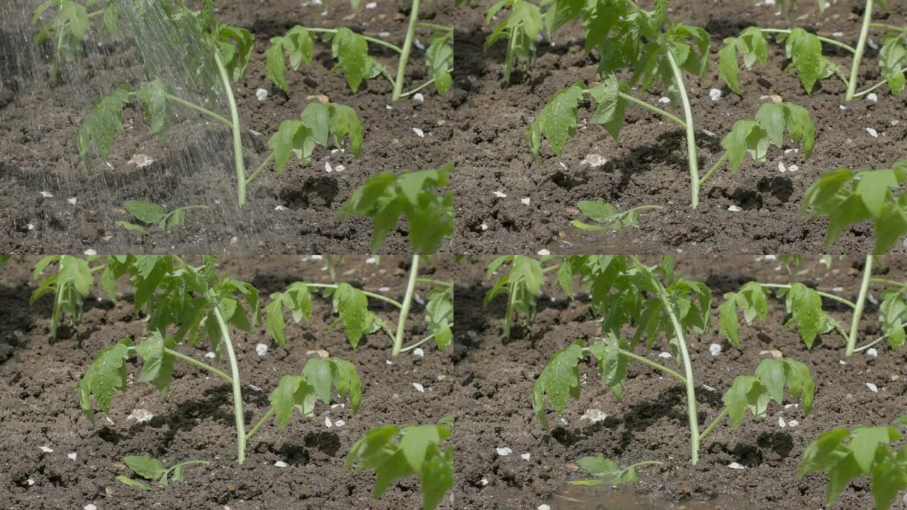 用水浇灌新种植的番茄幼苗