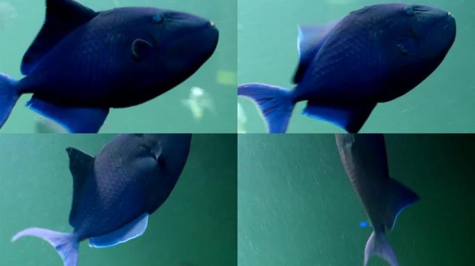 一条蓝色的中型鱼在水上游泳