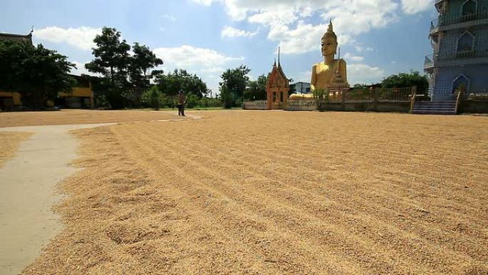 农民在田间工作，干燥稻种。佛寺背景。