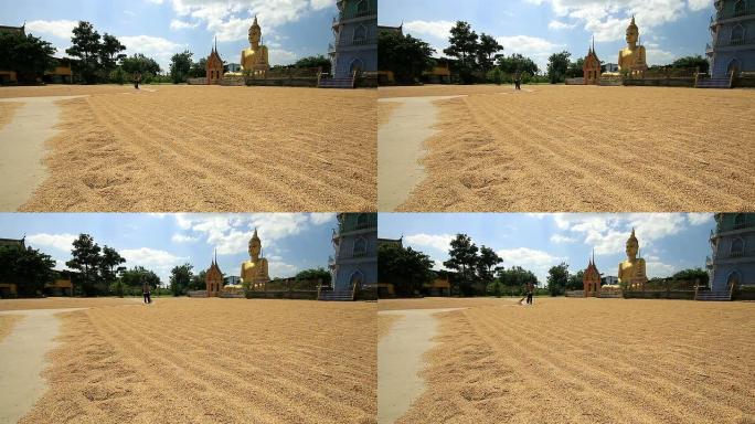 农民在田间工作，干燥稻种。佛寺背景。
