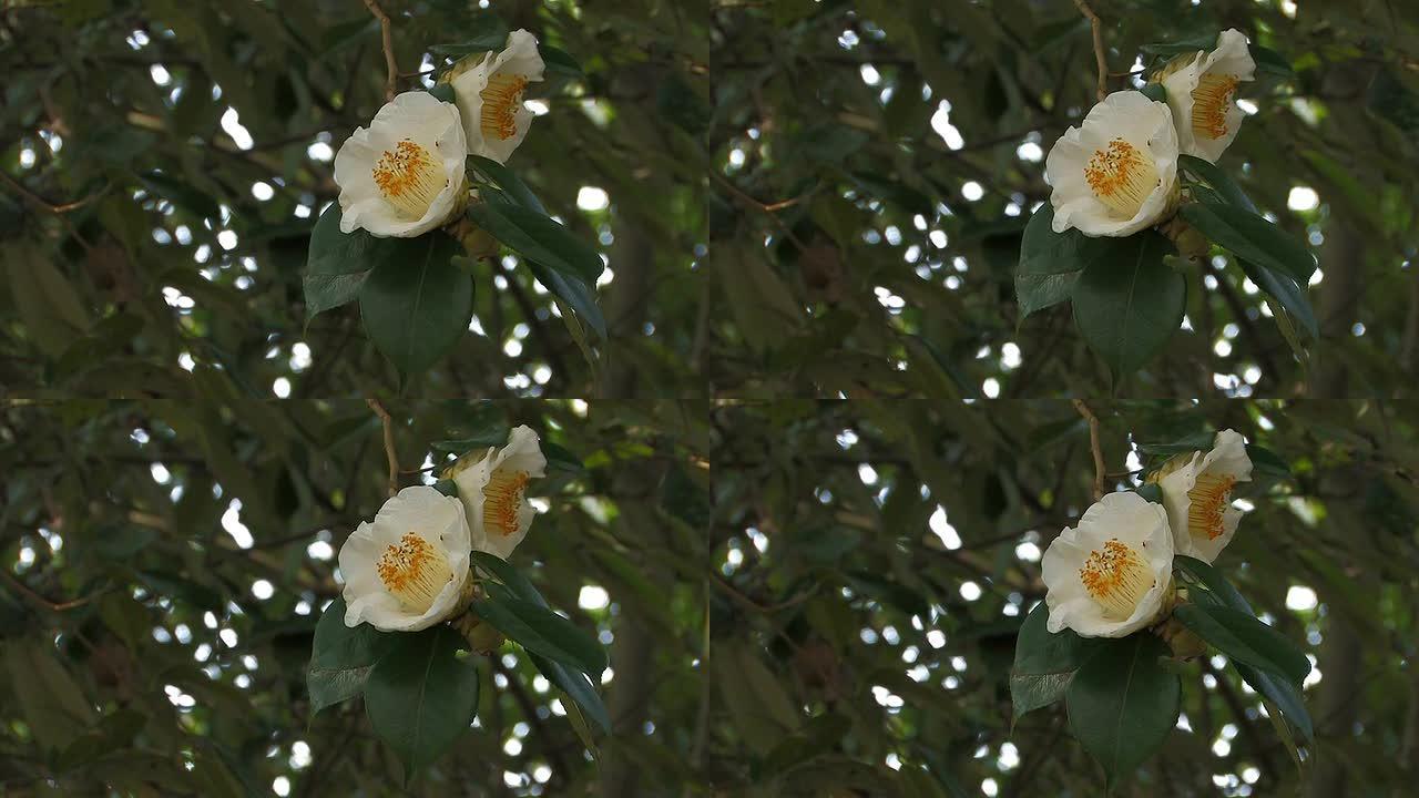 日本奈良山野部路山茶花白花