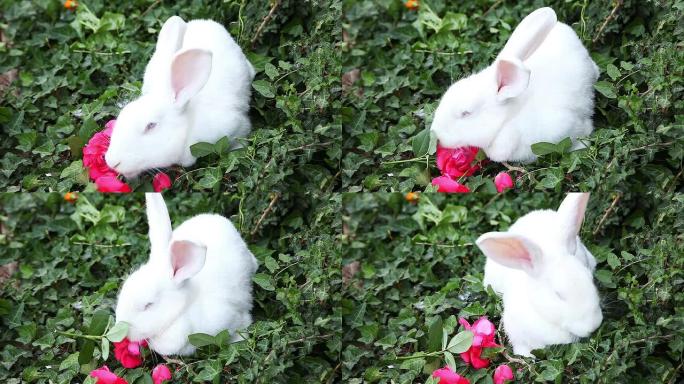 小白兔吃一朵玫瑰