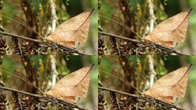 叶子模仿katydid