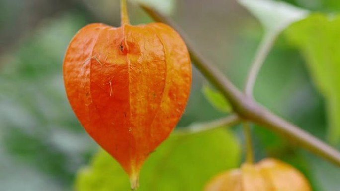 中国灯笼百合 (Physalis alkekengi)