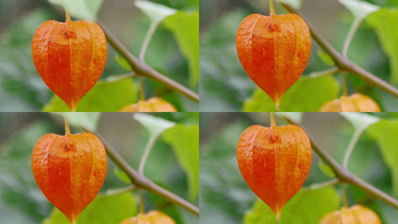 中国灯笼百合 (Physalis alkekengi)