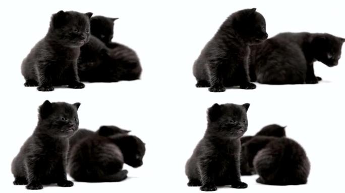 三只黑色小猫