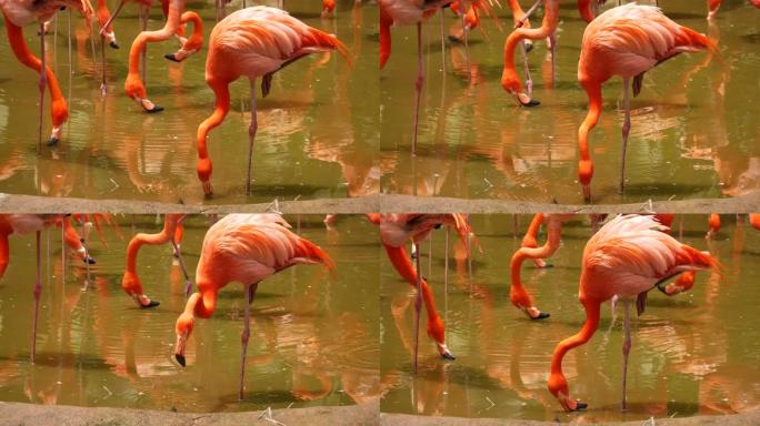 新加坡动物园一群成群的红色和粉红色火烈鸟