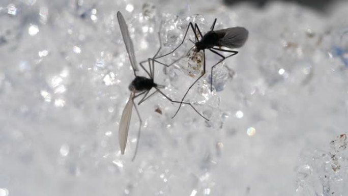 蚊子和雪雪水晶特写