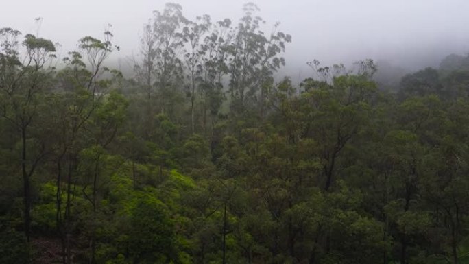 森林覆盖着雾和云。斯里兰卡。