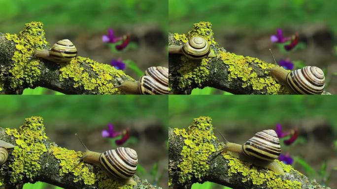 黄色树枝上的两个蜗牛。特写。时间流逝
