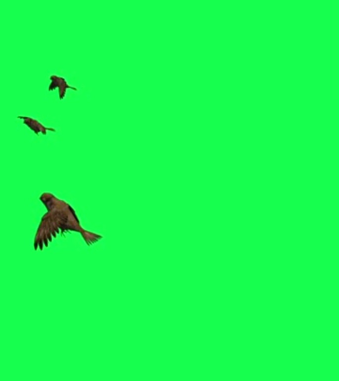 垂直视频动画-绿色屏幕上飞来飞去的鸟群