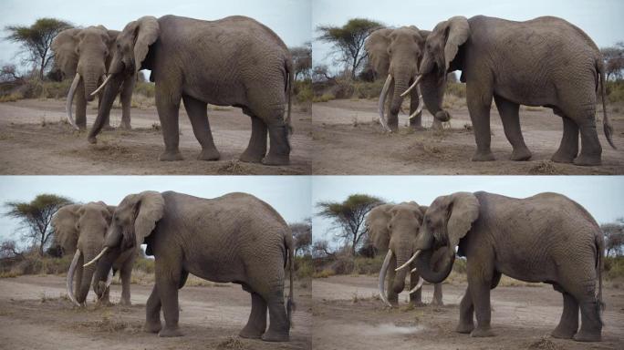 慢动作大型非洲象夫妇站在尘土飞扬的地形上，两人都从地下吃干了的植物，肯尼亚安博塞利国家公园