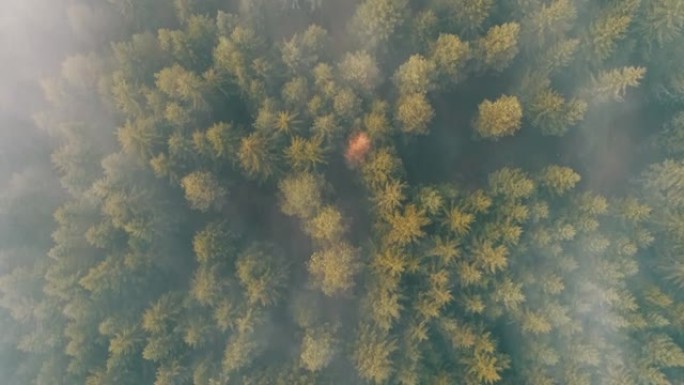 山区有阴雨天气。烟雾弥漫在松树森林上。迷雾日山上云杉林木的航拍镜头