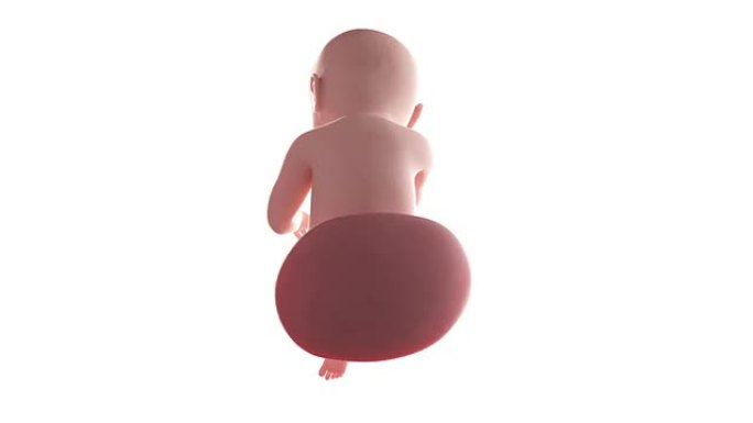 胎儿动画-第39周