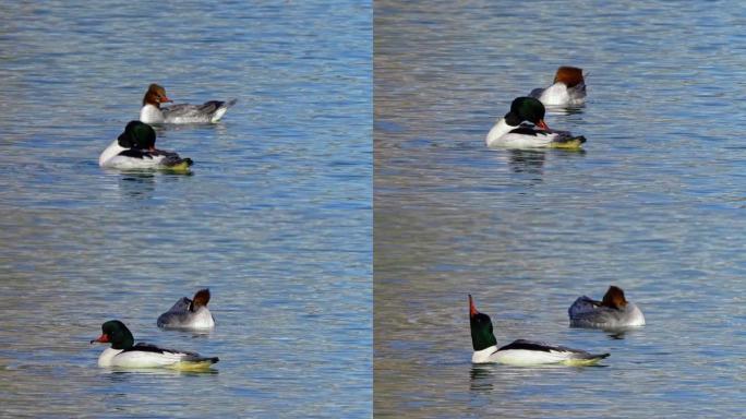 在德国慕尼黑的Kleinhesseloher湖上游泳的普通秋沙鸭，鹅沙鸭，秋沙鸭