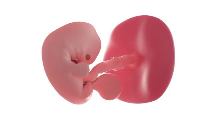 胎儿动画-第7周