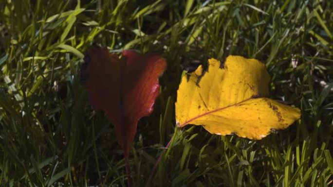 被自然妖魔化的秋天的颜色