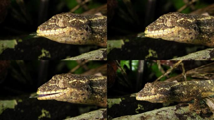 芜菁尾壁虎 (Thecadactylus soimoensis) 摄食