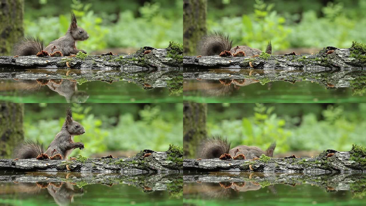 下雨下红松鼠在森林池塘附近吃种子