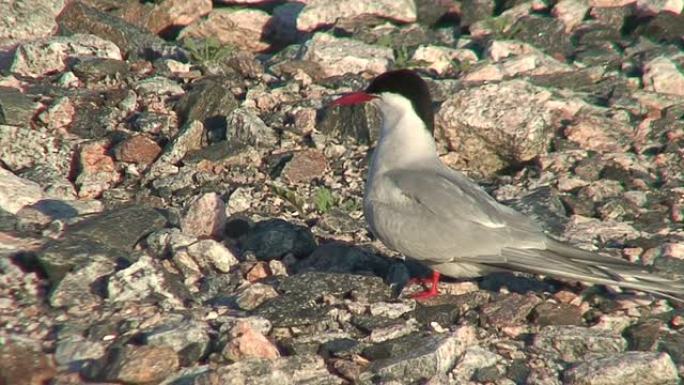 普通燕鸥 (Sterna hirundo) 观看1