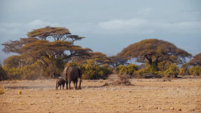 肯尼亚安博塞利国家公园中午，雄伟的大象母亲自豪地站在小牛上尘土飞扬的非洲平原上