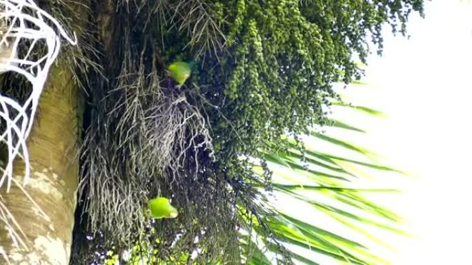 一对橙色的长尾小鹦鹉 (Brotogeris Jugularis) 走在棕榈树的树枝上