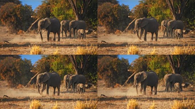 慢动作小群成年大象和小牛在午后炎热的阳光下站在阳光普照的草原上的相思树下休息，肯尼亚安博塞利国家公园