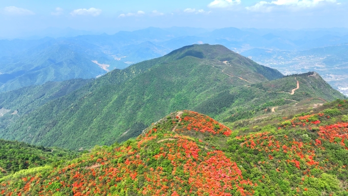 航拍漫山遍野的杜鹃花