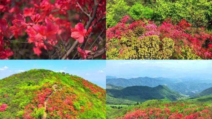 航拍漫山遍野的杜鹃花