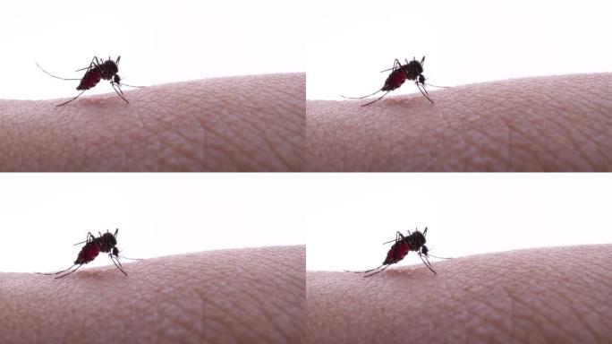 吸血蚊子的4k视频