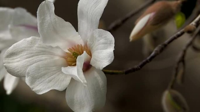 春花，木兰花，奈良，日本