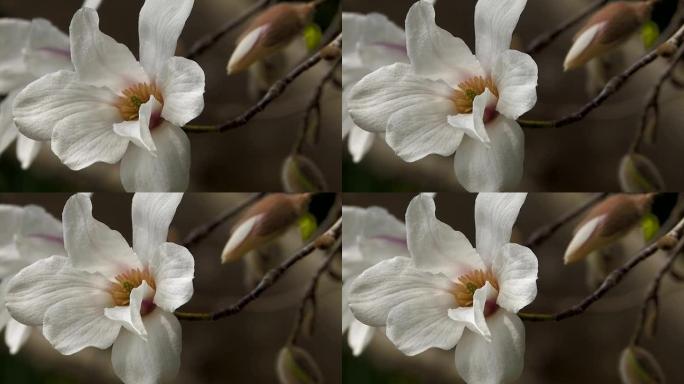 春花，木兰花，奈良，日本