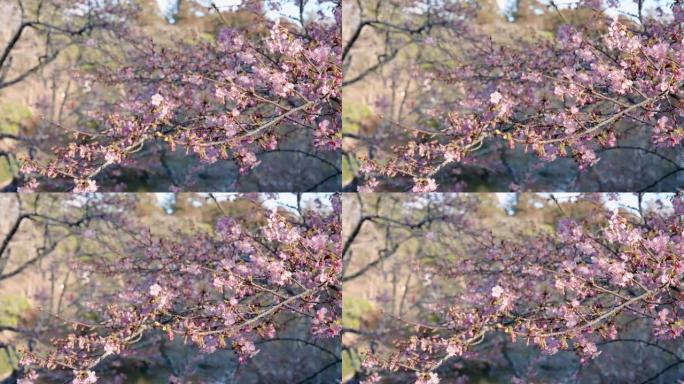 4K，慢速，特写浅粉色樱花，美丽的圆形花瓣在树枝上绽放樱花，在树枝上看起来美丽的丰花，樱花的粉红色令