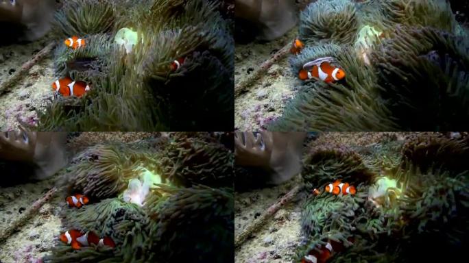 Raja Ampat中的海葵鱼或小丑鱼