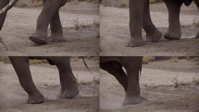 慢动作特写非洲大象走过时，从地面上撕下一些植物，低角度观看。长着大牙的大象。