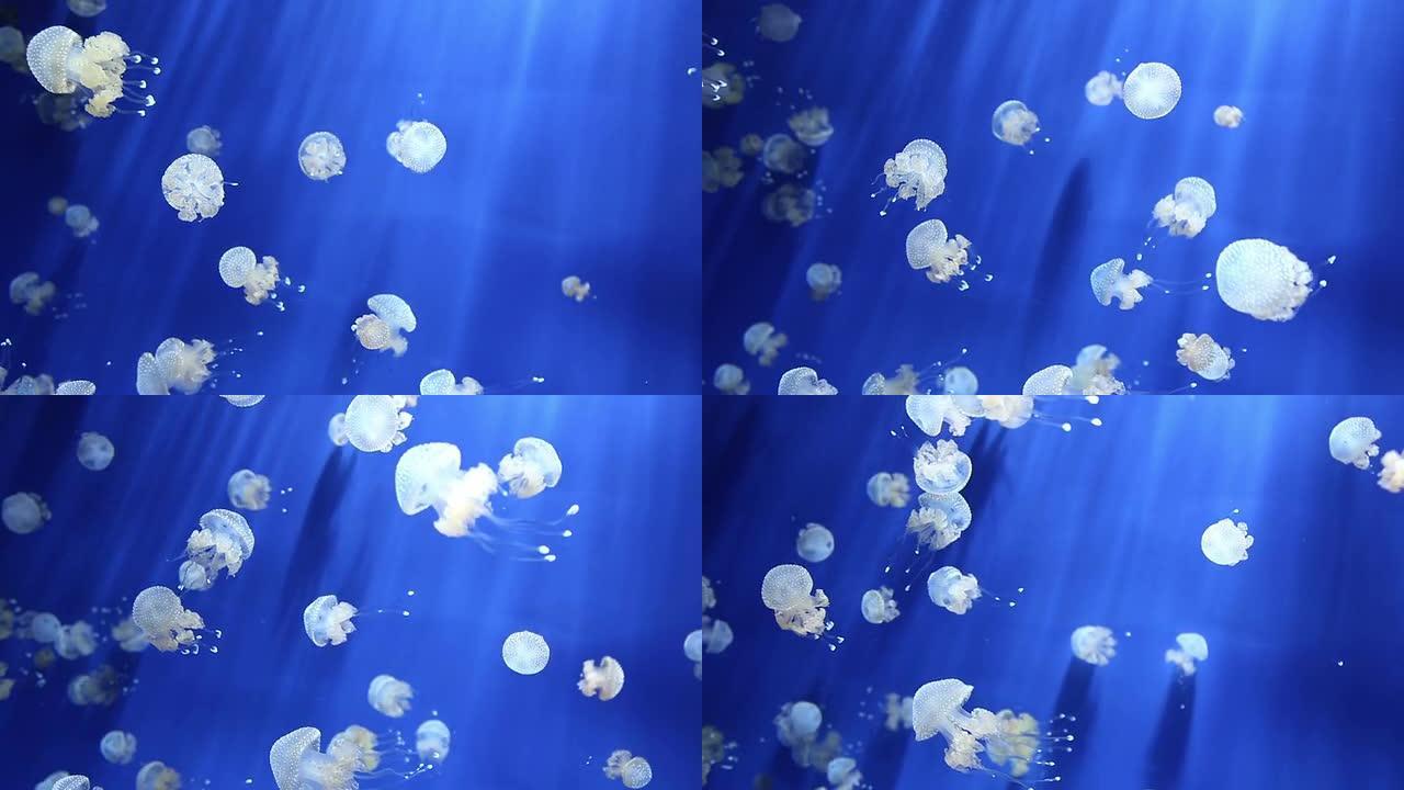 水母美杜莎水下视频1080p