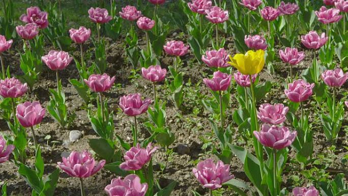 黄色郁金香花在风中摇曳