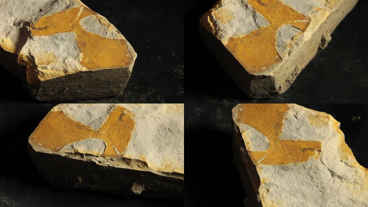 银杏植物的化石