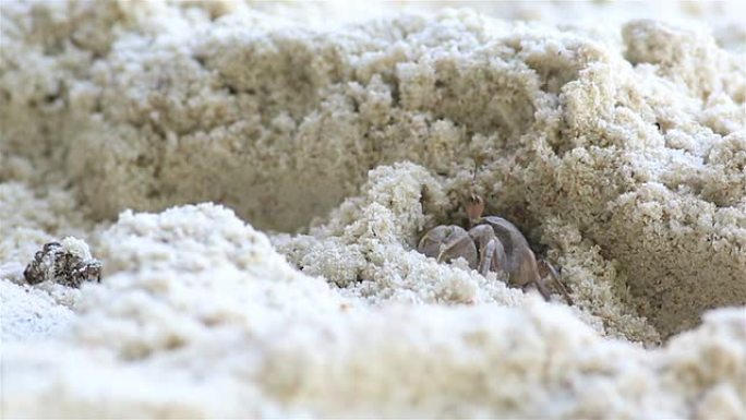 马达加斯加鬼蟹在海滩上挖洞。