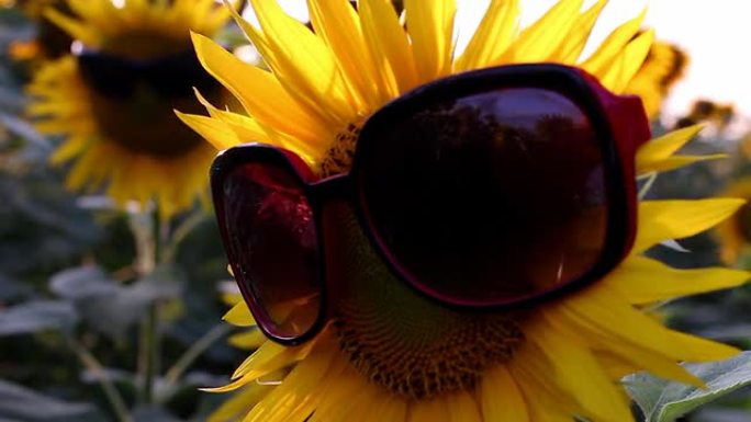 带眼镜的向日葵在一个有趣的场景