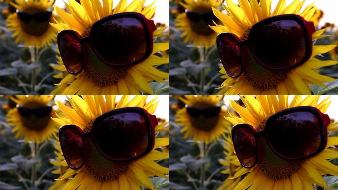 带眼镜的向日葵在一个有趣的场景