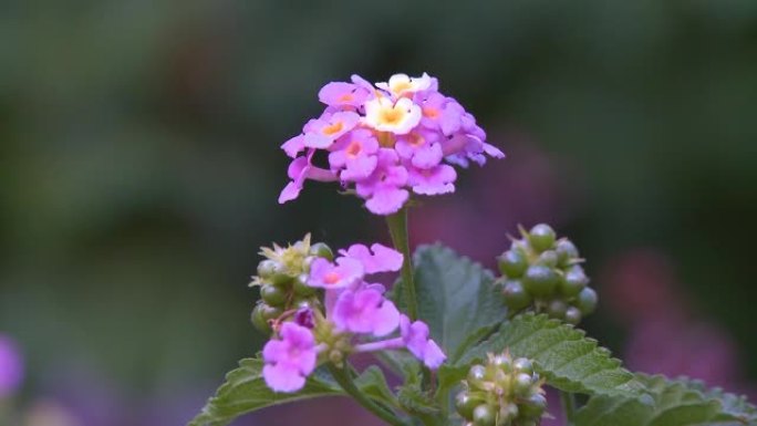 花园浅景深的小花