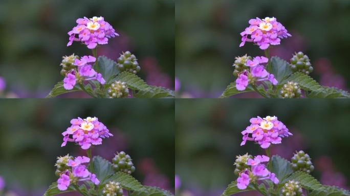 花园浅景深的小花