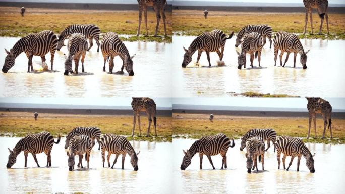 慢动作斑马在水坑中彼此相邻，在白天将头朝下并喝水，肯尼亚安博塞利国家公园