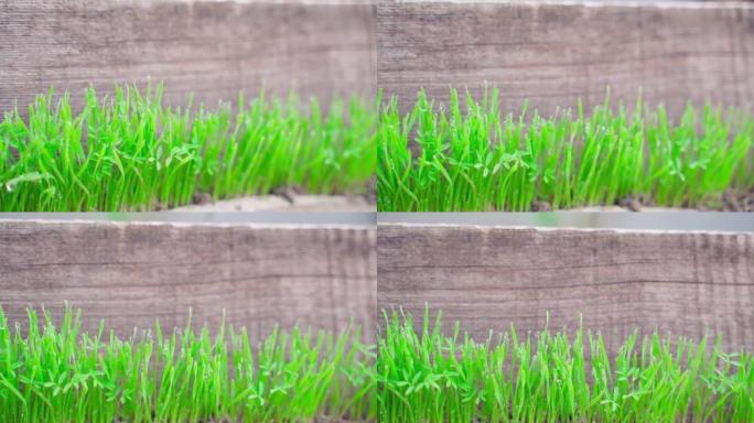 木板特写背景上发芽的绿草，草尖上的露水