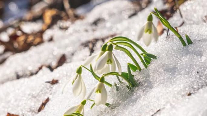 雪花莲盛开在阳光明媚的春天森林自然和积雪快速融化在时间推移背景4k UHD