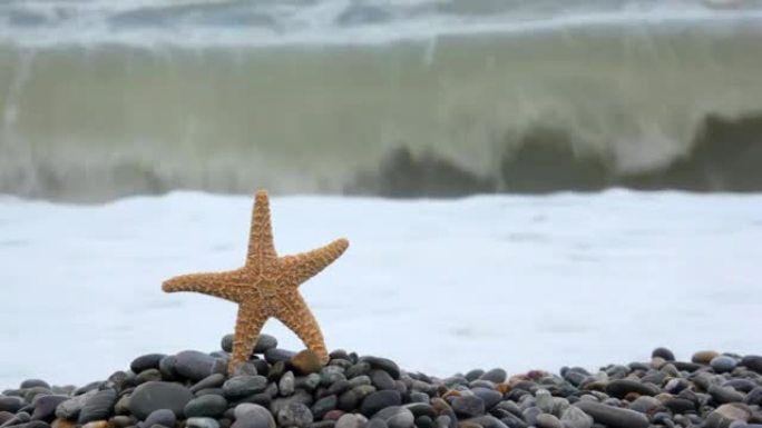 站在卵石海岸的海星