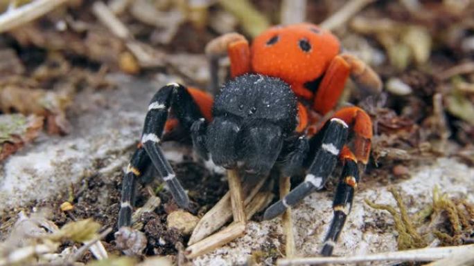 在干草地上的愤怒的红色瓢虫蜘蛛 (Eresus Moravicus) 的特写镜头