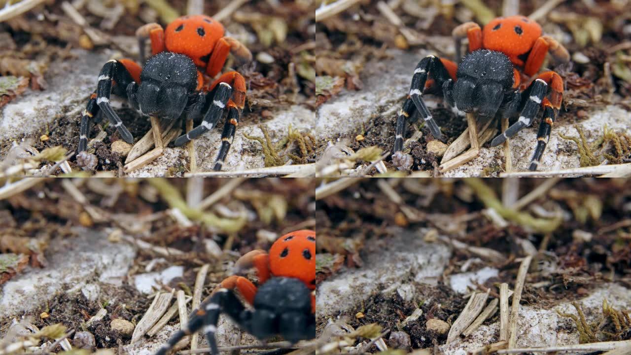 在干草地上的愤怒的红色瓢虫蜘蛛 (Eresus Moravicus) 的特写镜头